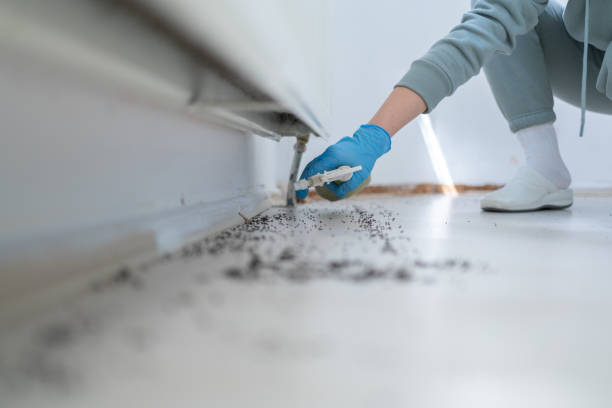 Wasp Removal Services in Beaverton, MI